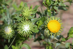 Grindelia nuda aphanactis