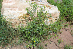 Grindelia nuda aphanactis