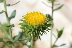 Grindelia nuda aphanactis