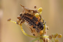 Coccinella septempunctata
