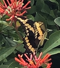 Heraclides cresphontes