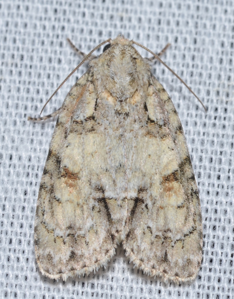 Lesser Oak Dagger