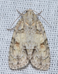 Acronicta exilis