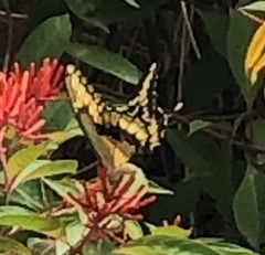 Heraclides cresphontes
