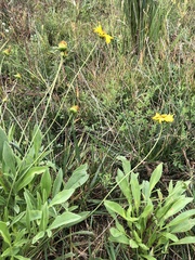 Coreopsis lanceolata