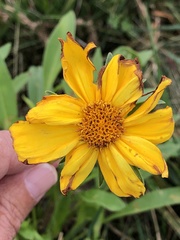 Coreopsis lanceolata