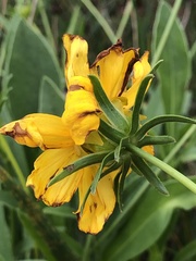 Coreopsis lanceolata