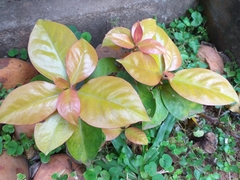 Pereskia aculeata