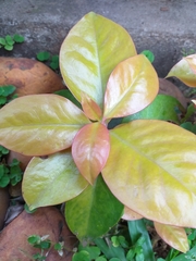 Pereskia aculeata