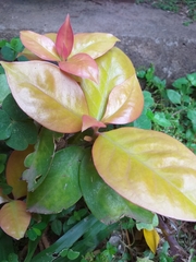 Pereskia aculeata