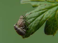 Sciaphobus squalidus