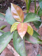 Pereskia aculeata