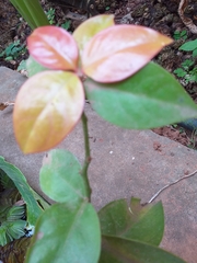 Pereskia aculeata