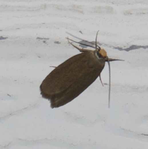 Lesser Wax Moth
