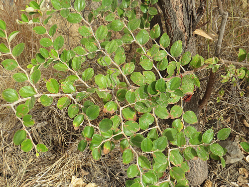 Ziziphus mauritiana image