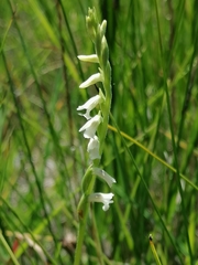 Spiranthes aestivalis