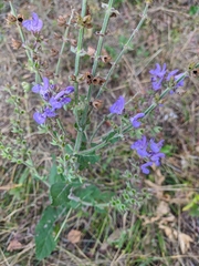 Salvia virgata