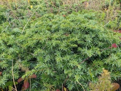 Juniperus communis hemisphaerica