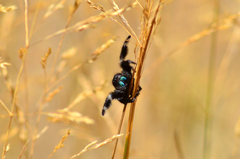 Phidippus johnsoni