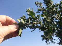 Robsonodendron maritimum