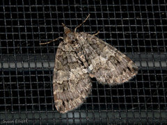 Hydriomena renunciata