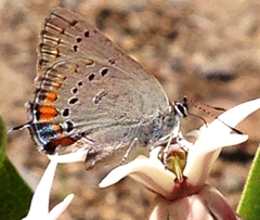 Satyrium californica