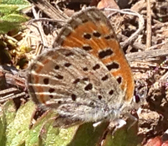 Lycaena cupreus