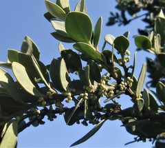 Robsonodendron maritimum