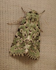 Bryolymnia viridata
