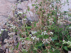 Ageratina riparia
