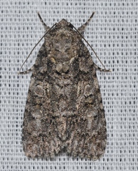Acronicta modica