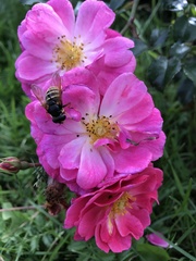 Sericomyia