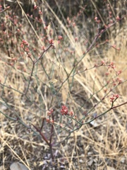 Eriogonum cithariforme