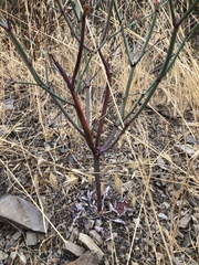 Eriogonum cithariforme