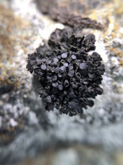 Enchylium polycarpon