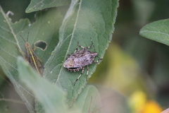 Apateticus lineolatus