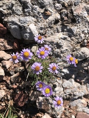 Erigeron compositus