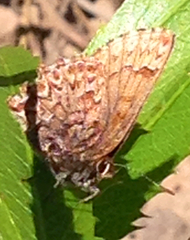 Callophrys eryphon