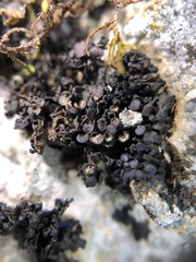 Enchylium polycarpon