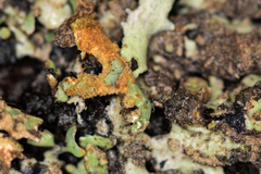 Nectriopsis rubefaciens