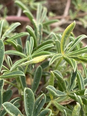 Dasineura lupinorum