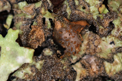 Nectriopsis rubefaciens