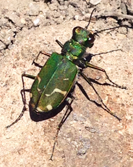 Cicindela tranquebarica sierra