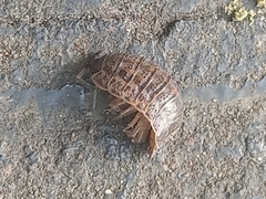 Trachelipus rathkii
