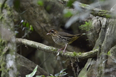 Chamaeza campanisona