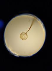 Cribraria microcarpa