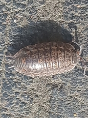 Trachelipus rathkii