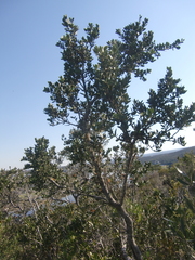 Robsonodendron maritimum