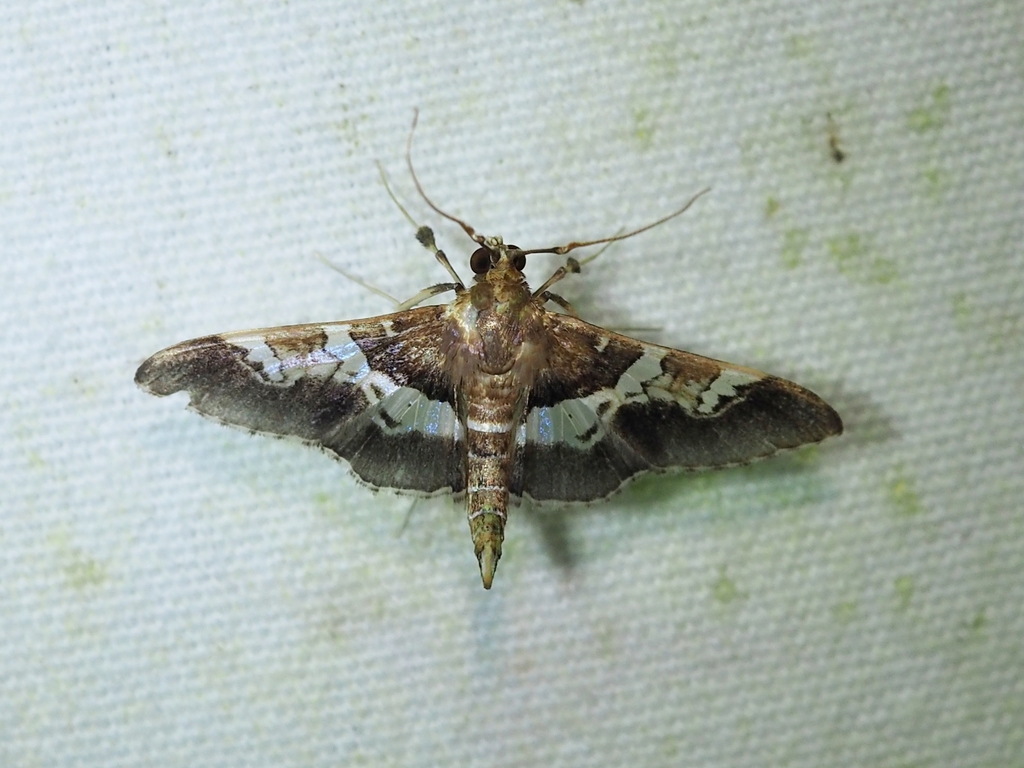 Desmia albisectalis