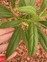 × chitalpa tashkentensis